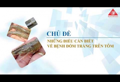 NHỮNG ĐIỀU CẦN BIẾT VỀ BỆNH ĐỐM TRẮNG TRÊN TÔM