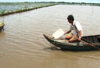 Tìm hiểu về bệnh đỏ thân ở tôm thẻ chân trắng