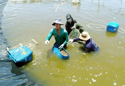 Nuôi tôm công nghệ cao, nông dân 