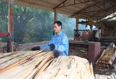 Khởi nghiệp thành công từ nghề chế biến gỗ bóc