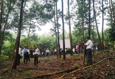 Quảng Nam liên kết trồng rừng gỗ lớn
