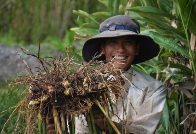Người dân Cà Mau trồng riềng thu trăm triệu mỗi năm