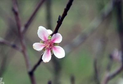 Vựa đào xứ Thanh 