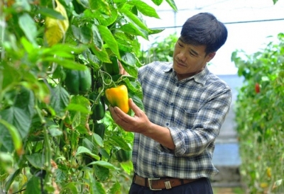 Khởi nghiệp nông nghiệp: Liều lĩnh để ‘hái quả ngọt‘
