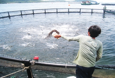 Khoa học kỹ thuật trong quản lý môi trường nuôi cá biển