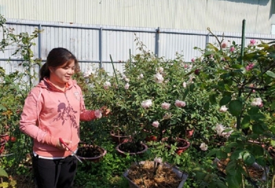 Cần Thơ: Khởi nghiệp từ đam mê trồng hoa hồng