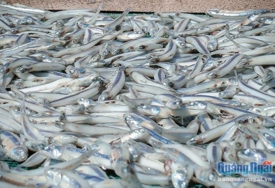 Quảng Ngãi rộn ràng vào mùa cá cơm khô