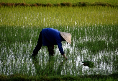 Giải pháp đảm bảo sản xuất hiệu quả vụ lúa Hè Thu và Thu Đông tại các tỉnh ĐBSCL