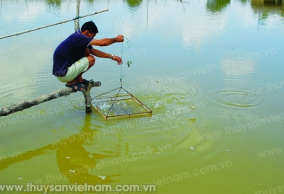 Một số biện pháp chống nóng cho thủy sản