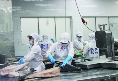 Xuất khẩu cá ngừ sụt giảm mạnh