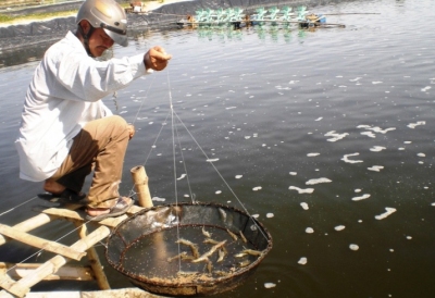 Quảng Ngãi: Tiêu hủy bắt buộc 21 hồ tôm bệnh