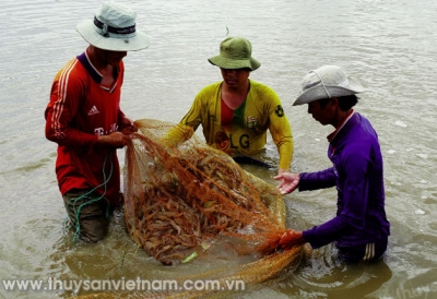 Ngăn virus DIV1 trên tôm vào Việt Nam