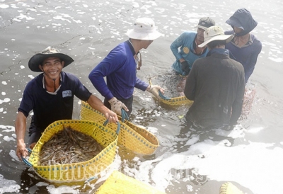 Bất ngờ thị trường tôm tháng 5