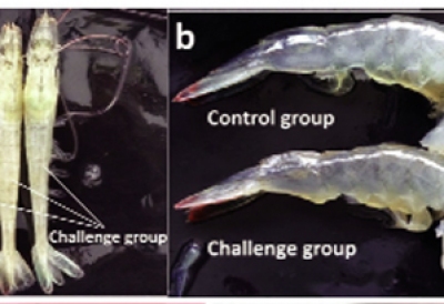 Cảnh giác với SHIV - bệnh mới trên tôm