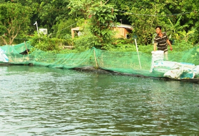 Giá cá lóc đen tăng mạnh trở lại