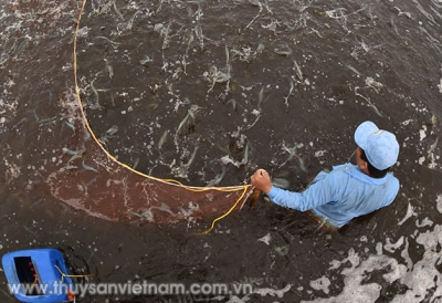 Giải pháp phát triển bền vững nghề nuôi tôm