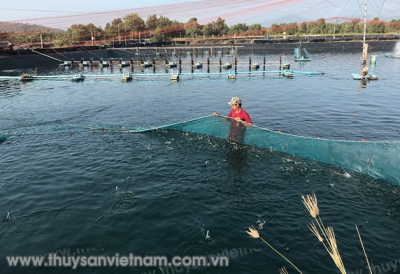 Giải pháp phòng bệnh trên thủy sản