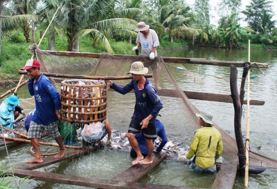 Cần Thơ: Người nuôi cá tra lỗ từ 5.000 - 6..500 đồng/kg