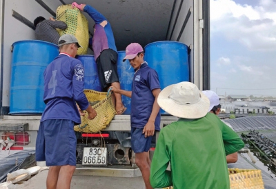 Thương lái lại tranh mua tôm