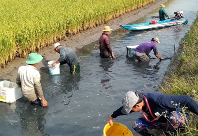 Các mô hình nuôi tôm kết hợp có hiệu quả cao hiện nay