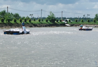 Giá cám tăng nhanh, giá cá giảm mạnh   