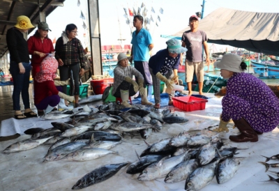 Cảng cá Hòn Rớ lên phương án hoạt động trở lại