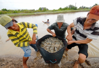 Hỗ trợ kịp thời để duy trì sản xuất nông nghiệp 