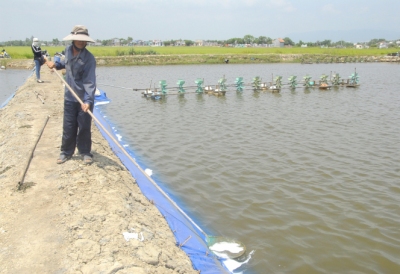 Mờ nhạt thú y thủy sản ở cơ sở