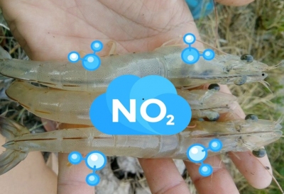 Hợp chất hữu cơ nào giúp giảm tác động của nitrit lên tôm thẻ?