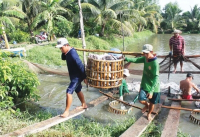 Phòng tránh các loại dịch bệnh trên cá tra