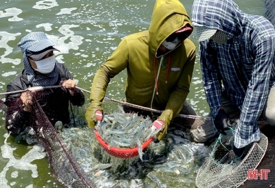 Nuôi tôm thâm canh 2 giai đoạn, 1ha thu lợi nhuận hơn 2 tỷ đồng