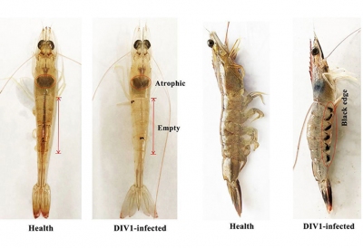 Triển vọng giám sát dịch bệnh DIV1 trên tôm