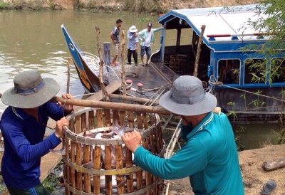 Đồng Tháp: Giá cá tra nguyên liệu tiếp tục giảm