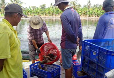 Hậu Giang: Giá cá rô đầu vuông tăng mạnh