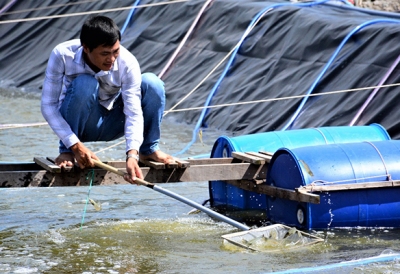 Chủ động phòng, chống dịch bệnh trong nuôi trồng thủy sản