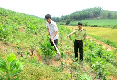 Tuyên Quang đặt mục tiêu trồng mới 10.000 ha rừng
