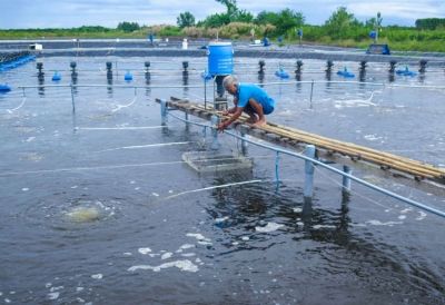 Cà Mau: Tăng cường phòng, chống bệnh trên thủy sản nuôi