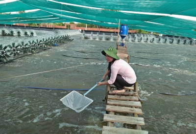 Giải bài toán nuôi tôm công nghệ cao