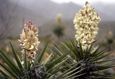 Sử dụng Yucca trong nuôi tôm