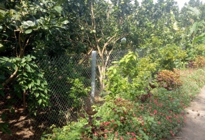 Vĩnh Long: Mô hình quản lý dịch hại tổng hợp trên cây bưởi