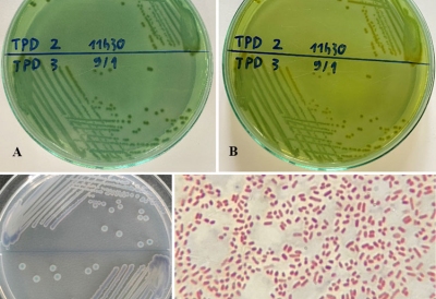 Xác định khả năng gây bệnh TPD của chủng vi khuẩn Vibrio parahaemolyticus Vp4-