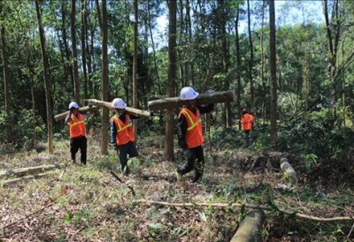 Hiệu quả từ mô hình trồng rừng thâm canh gỗ lớn ở Quảng Ninh
