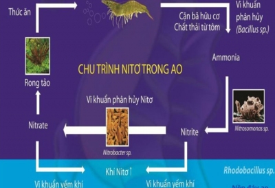 Chất lượng nước: 10 thông  số và 5 cách quản lý hiệu quả