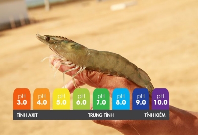 Quản lý pH ao nuôi mùa mưa