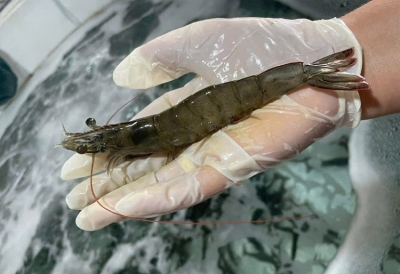 Tôm Việt Nam “nhẹ gánh” thuế quan tại Mỹ: Cơ hội bứt phá mạnh mẽ năm 2026