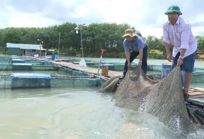GIA LAI TÁI CƠ CẤU NGÀNH THỦY SẢN THEO HƯỚNG ĐI BỀN VỮNG 