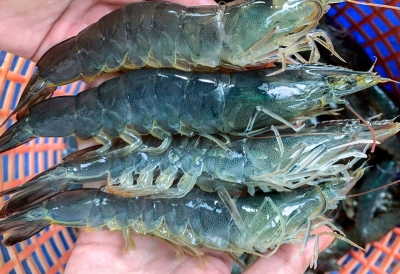 THUẾ QUAN “DẬY SÓNG”: TƯƠNG LAI BẤT ĐỊNH CỦA THỊ TRƯỜNG TÔM TOÀN CẦU NĂM 2026