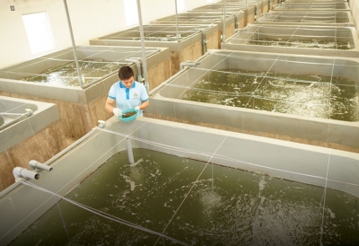 QUY TRÌNH KIỂM SOÁT AN TOÀN SINH HỌC TRONG SẢN XUẤT TÔM GIỐNG CHẤT LƯỢNG CAO