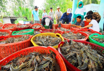 GIÁ TÔM PHỤC HỒI – BÀ CON PHẤN KHỞI TÁI VỤ ĐÓN MÙA THẮNG LỢI