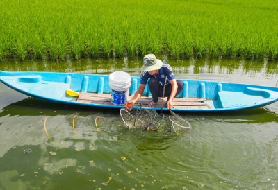 Nuôi Tôm Sú Trên Nền Đất Lúa: Mô Hình Bền Vững Mang Lại Hiệu Quả Kinh Tế Cao